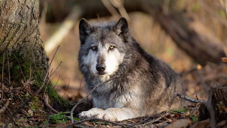 Mujer resultó gravemente herida tras ser atacada por lobos en un zoológico