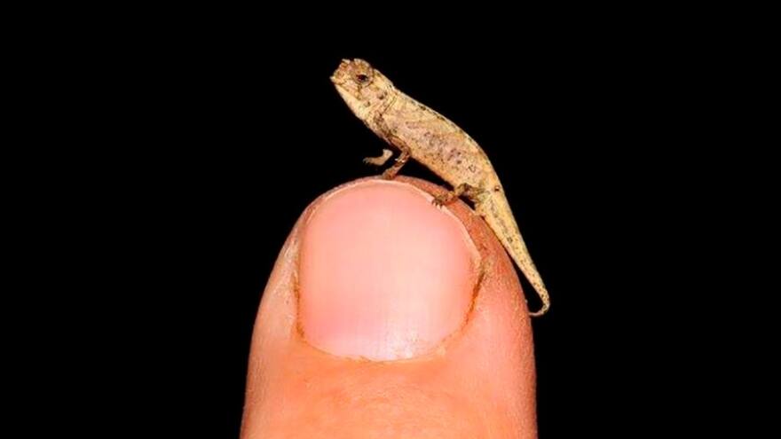 Descubren el nanocamaleón, un reptil diminuto de trece milímetros y medio