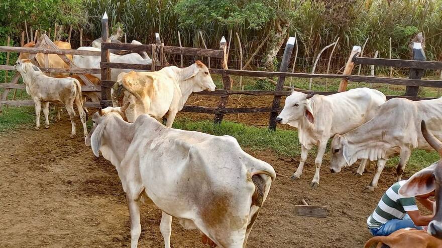 Sucre: firmantes de paz pondrán en marcha planta industrial de lácteos