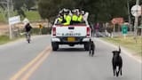 Ejército niega abandono de dos perros por parte de soldados en Bogotá: “Amamos y protegemos a los animales”