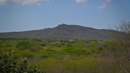 Los esfuerzos para reparar los daños de la deforestación en bosques secos de Piojó
