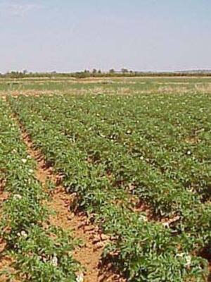 Al rescate del agro Caribe