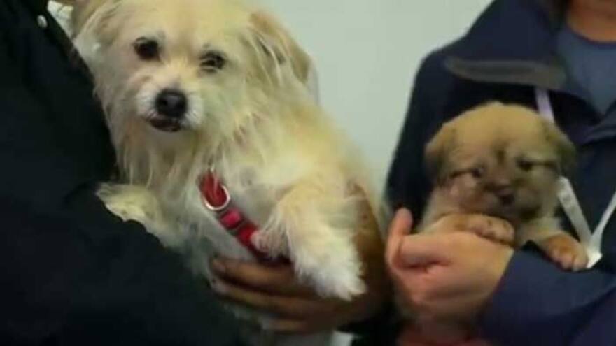 En video | Famoso perro de la TV China conoce a su clon