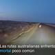 Canguros y sequía, llave mortal en carreteras australianas
