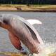 El vulnerable delfín rosado del Amazonas en riesgo por su uso como carnada