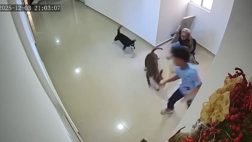 Menor de 10 años fue atacado por un perro en conjunto residencial en el norte de Barranquilla