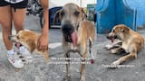 Teo, el perro que rescataron al borde de la muerte en el Carnaval de Barranquilla: sufrió varios atropellos
