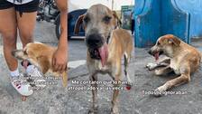 Teo, el perro que rescataron al borde de la muerte en el Carnaval de Barranquilla: sufrió varios atropellos