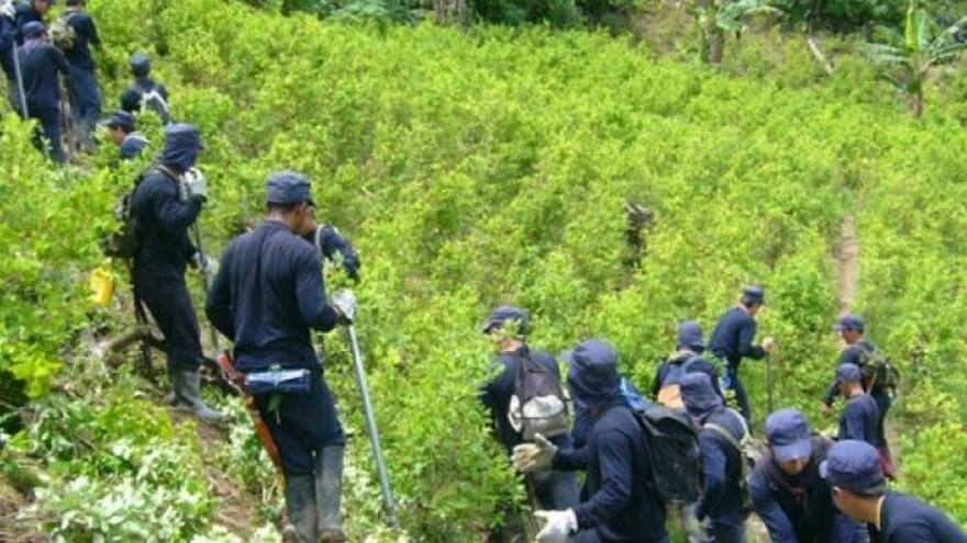 Cultivos de coca en el país aumentaron un 52% en 2016