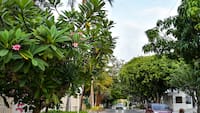 Las claves del éxito de la política de arborización urbana de Barranquilla