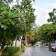 Las claves del éxito de la política de arborización urbana de Barranquilla