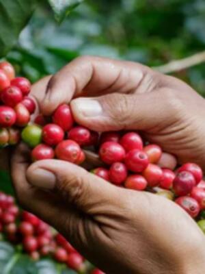 Villanueva, cuna del café| columna de Hernán Baquero Bracho