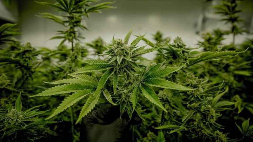 A segundo debate regulación de uso de cannabis para adultos