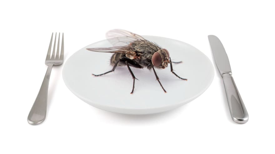 Las moscas como fuente nutricional
