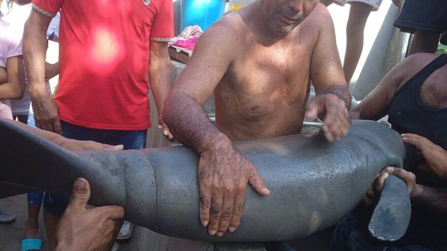 Pescadores rescatan a bebé manatí afectado por bajos niveles de río Magdalena