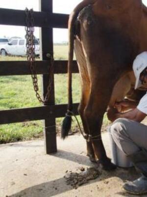 Las cuentas de la leche