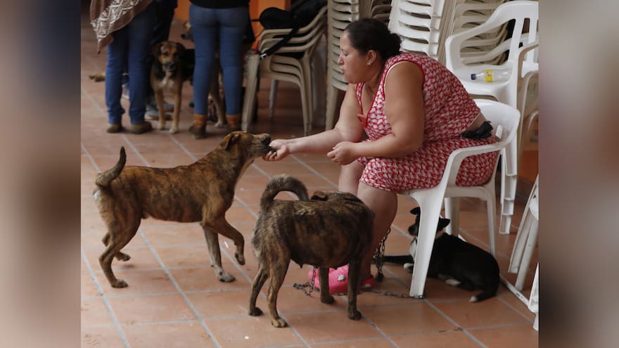 Mujer cuenta cómo sus cuatro perros la salvaron de morir en derrumbe en Rosas, Cauca
