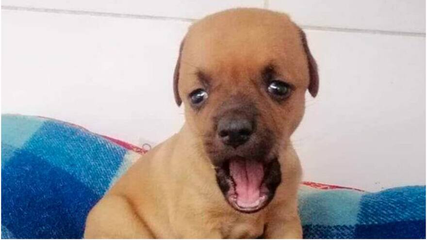 Chupete, el perro que nació con hidrocefalia canina y que busca hogar