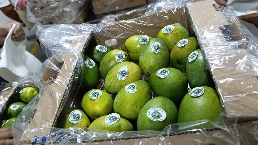 Colombia exporta, por primera vez, 13 toneladas de mango de azúcar a EE. UU.