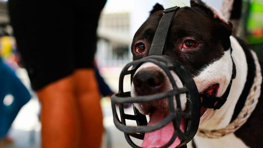 Distrito completó censo de 547 perros