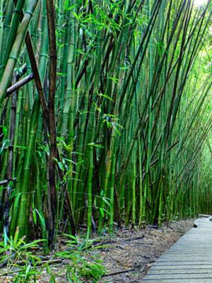 Principios para rediseñar las metas de 2020