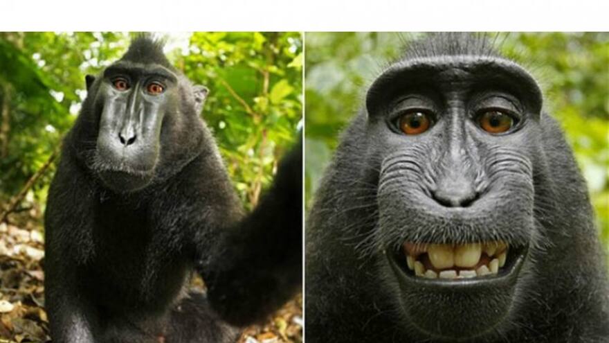 ¿De quién es la selfie del mono? Corte de EEUU ya falló