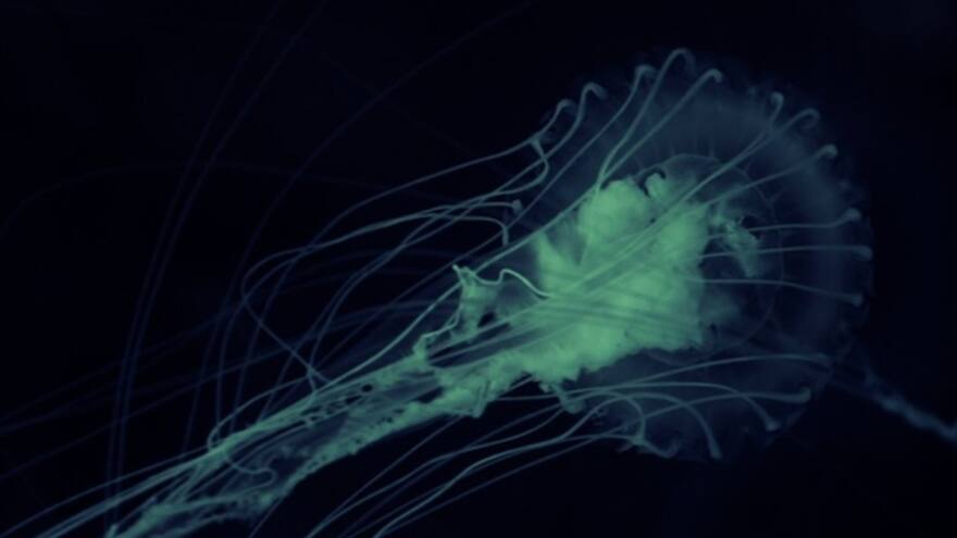 Alerta por ameba 'comecerebros' que mata a niños en Estados Unidos. ¿De qué se trata?
