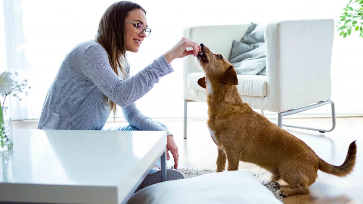 IA Descifra Sonidos y Emociones de Mascotas: Perros y Gatos