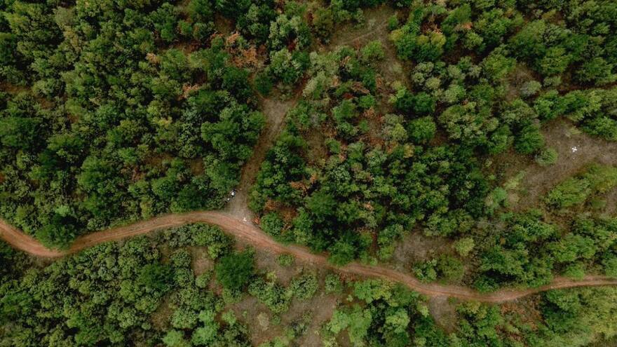 Minambiente califica de “histórica” la reducción de deforestación en Colombia