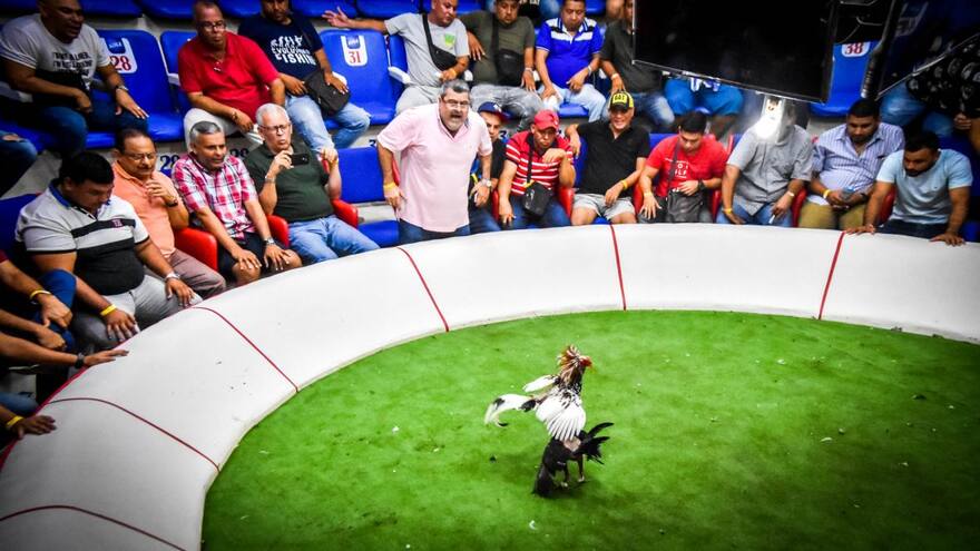 Avanza proyecto para regular peleas de gallos en Barranquilla
