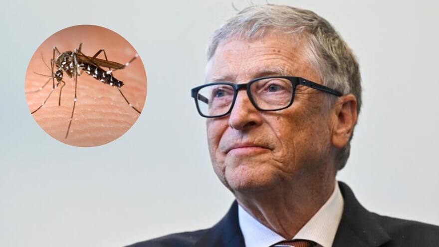 El criadero de mosquitos que tiene Bill Gates en Medellín