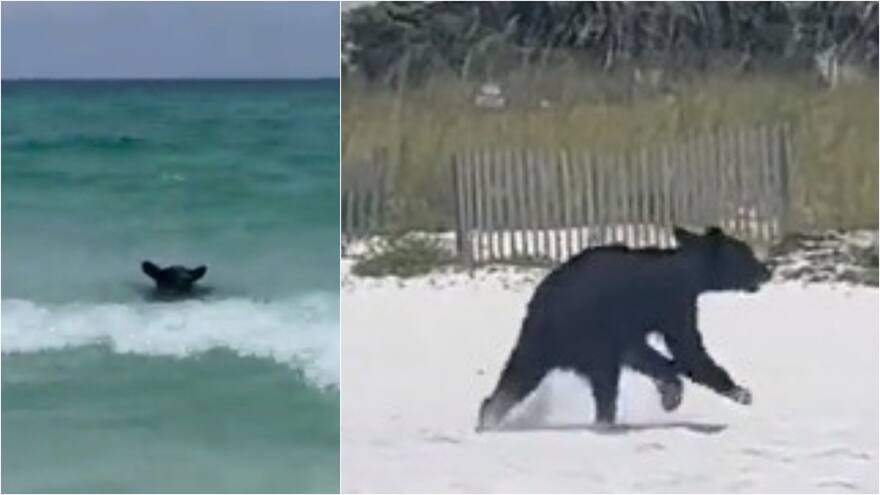 Video: Oso sorprendió a turistas en playa de Florida, Estados Unidos