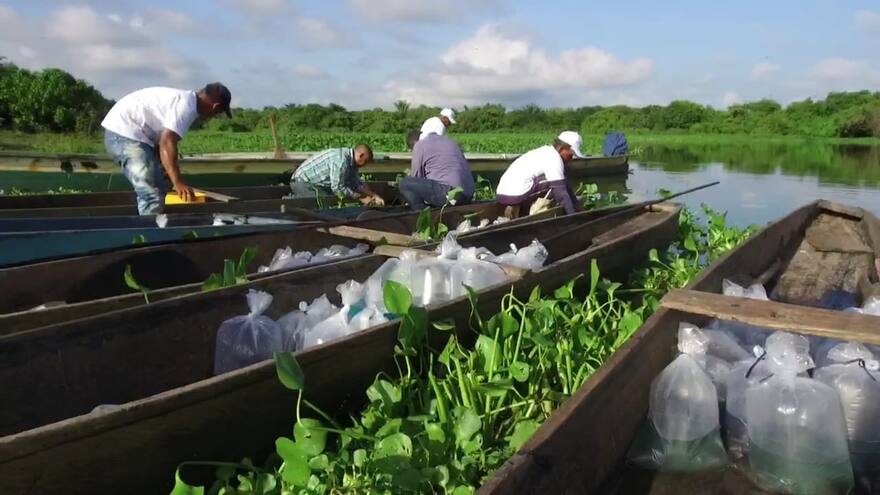 Cesar: en ciénaga de Sahaya inició la siembra de más de 100 mil alevinos