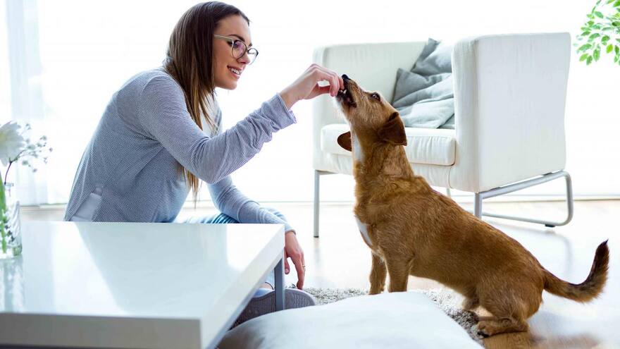 Una ‘Perrotón’ se tomará a Barranquilla este domingo