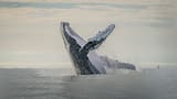 Comienza la temporada de avistamiento de ballenas en el Pacífico colombiano