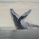 Comienza la temporada de avistamiento de ballenas en el Pacífico colombiano