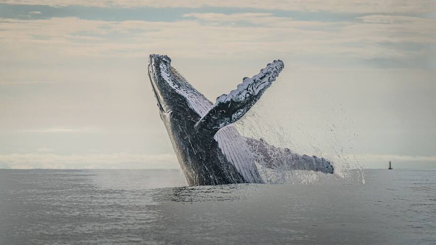Bahía Solano, un rincón mágico para visitar en el Chocó