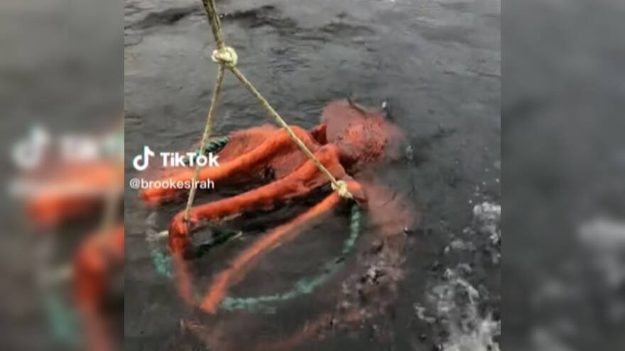 ¿El Kraken? Pescadores en Canadá se sorprendieron al descubrir una gigante criatura en el mar