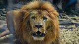 Un nuevo rugido en Barranquilla: el león ya se pasea por el Zoológico