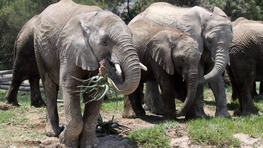 Completan una 'histórica' relocalización de 520 elefantes en África