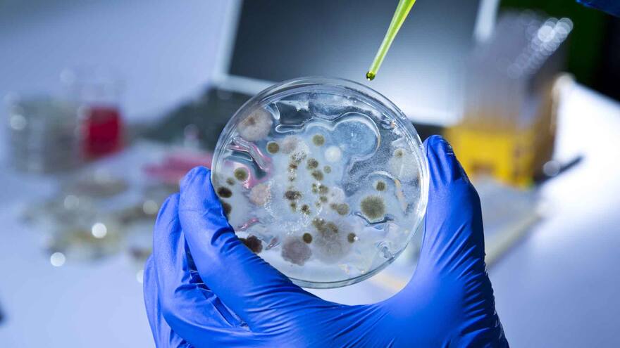 Desarrollan tecnología para detectar bacterias en minutos