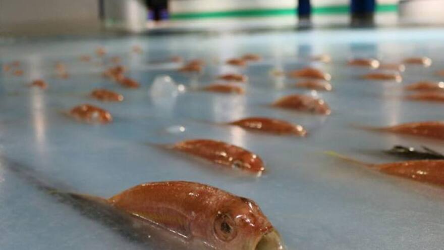 Críticas obligan a cerrar pista de patinaje sobre 5.000 peces congelados en Japón