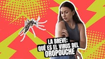 La Breve: qué es el virus del Oropouche