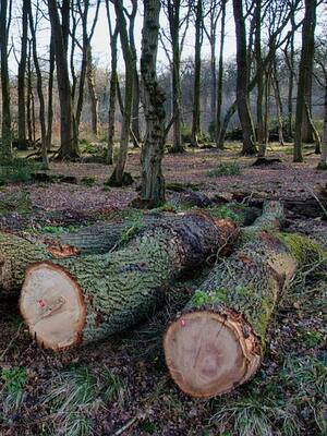 Amazonas deforestado | Columna de Rafael De fex