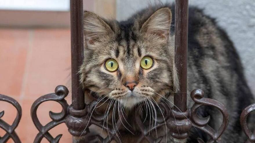 Gatos rusos sintieron impacto de la guerra: Fife les cierra las puertas