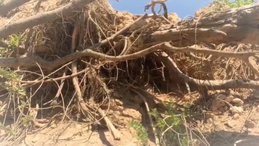 Sucre: denuncian arboricidio en Toluviejo