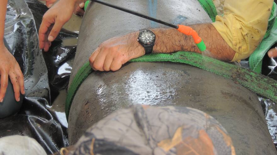 Liberaron a tres manatíes en la ciénaga Choco Viejo, en el Cesar