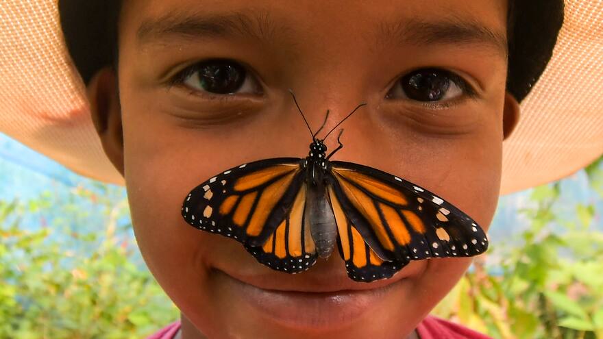 El mágico vuelo de un mariposario con identidad Mokaná