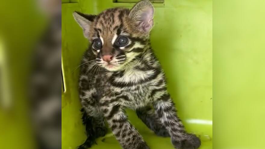 Rescatan a cría de ocelote que estaba apunto de ser devorada por dos perros