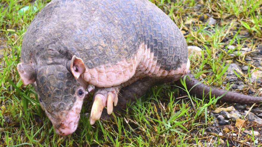Armadillos ayudan a equilibrar ecosistemas, Minambiente sobre su preservación